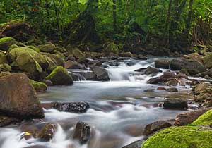 Bosque de paz lodge