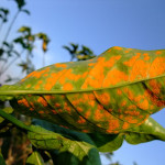 leaf rust