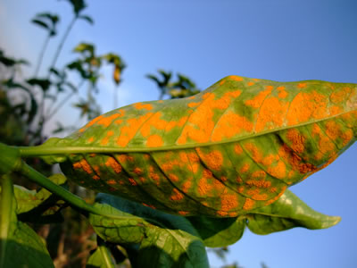 leaf rust