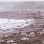 Travel to Costa Rica and see mass nestibg of sea turtles