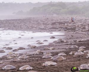 Travel to Costa Rica and see mass nestibg of sea turtles