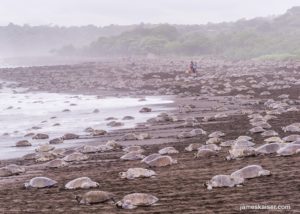 Travel to Costa Rica and experience sea turtles nesting