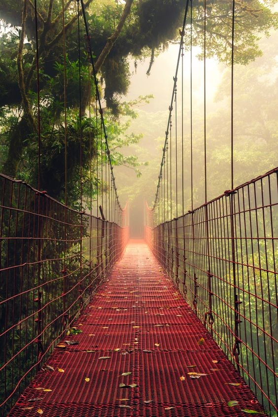 monteverde cloud forest is where you want to go
