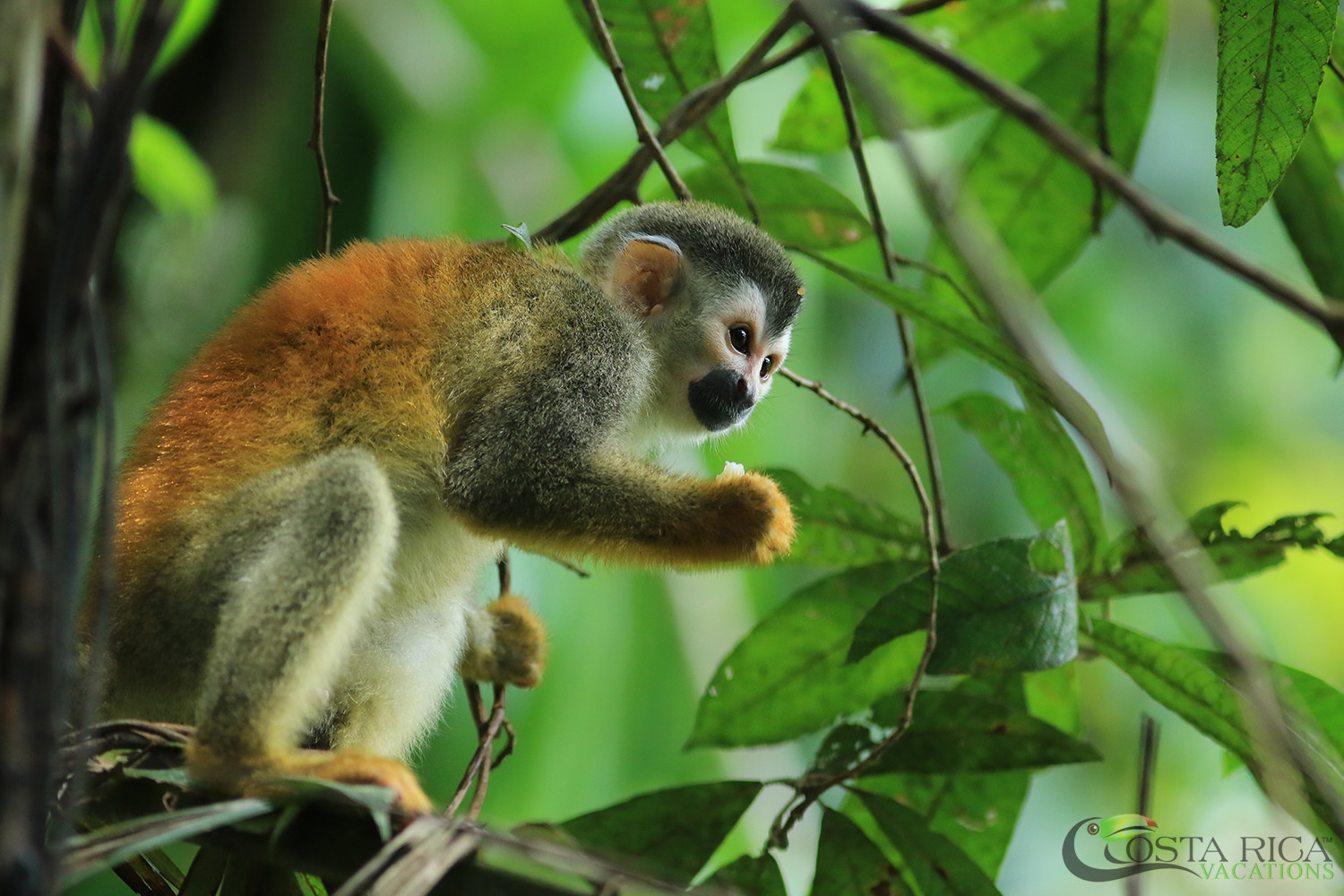 Saving Costa Rican Rainforest and Animals - Costa Rica Vacations